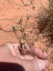 Eremogone macradenia