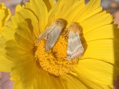Schinia miniana