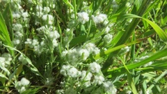 Micropus californicus