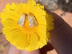 Schinia miniana