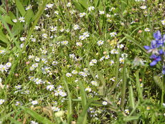Chaetopappa asteroides
