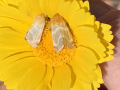 Schinia miniana