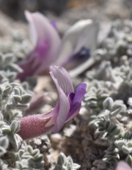 Astragalus phoenix