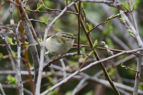 Sichuan Leaf Warbler (Phylloscopus forresti), photo 7