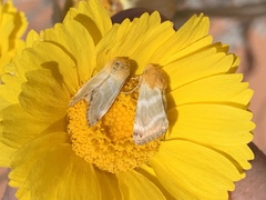 Schinia miniana