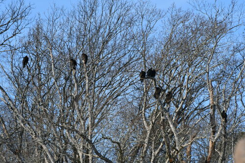 Turkey Vulture photographed in Delaware