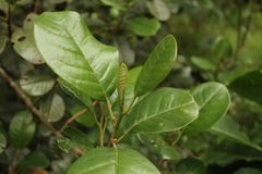 Hieronyma macrocarpa