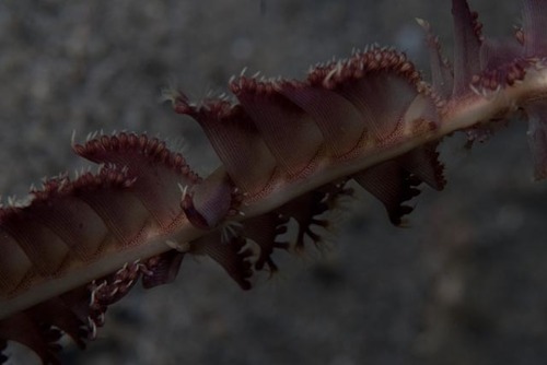 Scytalium tentaculatum