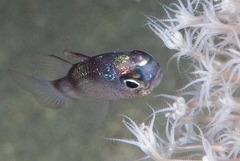 Apogonidae