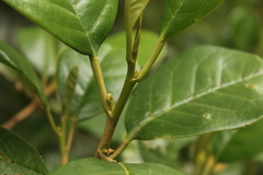 Hieronyma macrocarpa