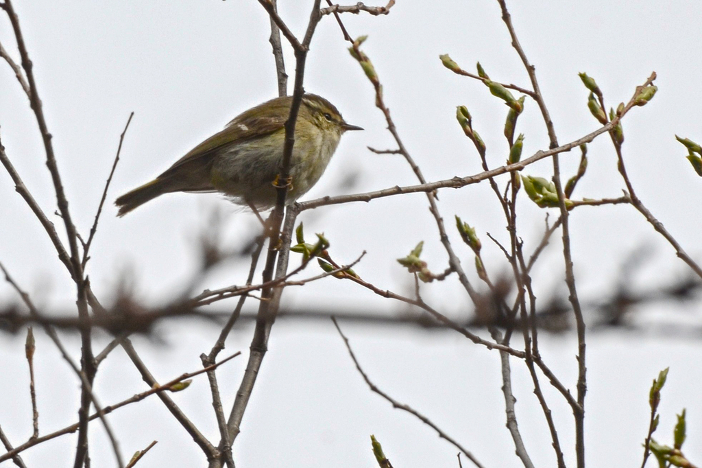 Hume's Leaf Warbler from Baxixiang area, Zoige, Ngawa Tibetan and Qiang ...