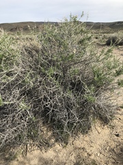 Tetradymia tetrameres
