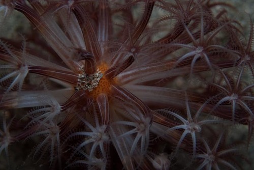 Veretillidae