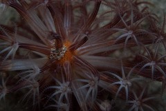 Veretillidae