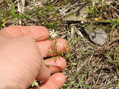 Chaetopappa asteroides