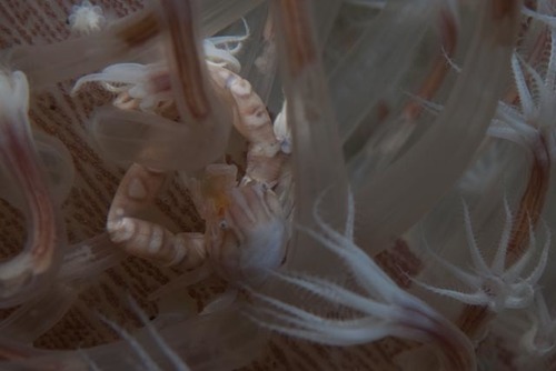 ウミシャボテンカニダマシの写真
