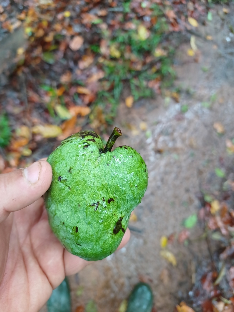 Annona xylopiifolia (Araticu-Jaí)
