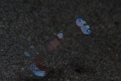 Ancylomenes magnificus