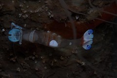 Ancylomenes magnificus