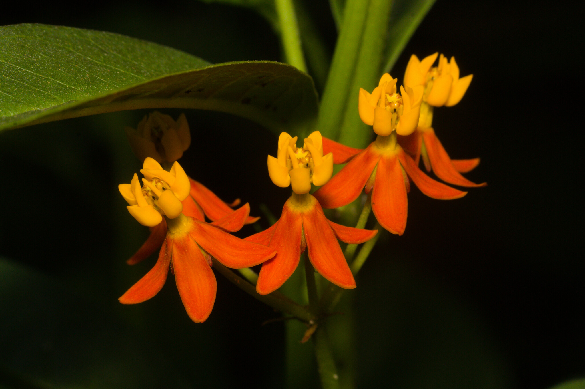 Asclepias curassavica