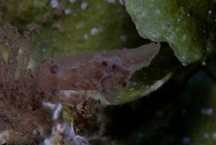 Plocamopherus