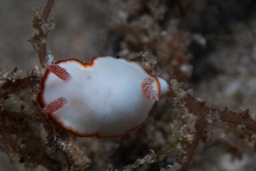 Goniobranchus verrieri