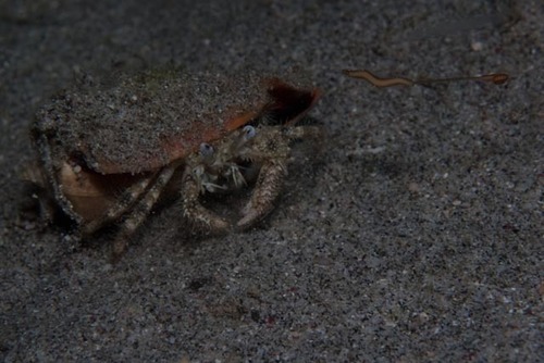 Dardanus woodmasoni