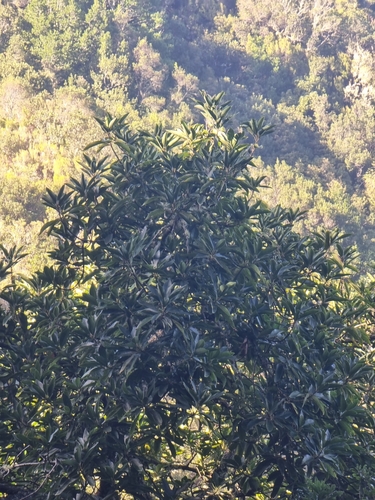 Image of Persea indica by (c) Vítor Jorge, some rights reserved (CC BY)