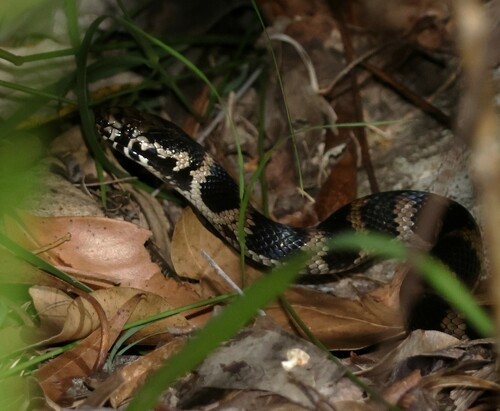 Stephens' Banded Snake sighting