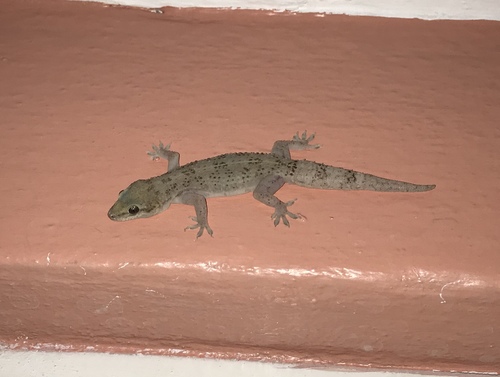 West African House Gecko