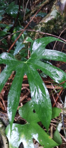 Anthurium pedatoradiatum, photograph 6