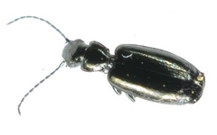 Microlestes