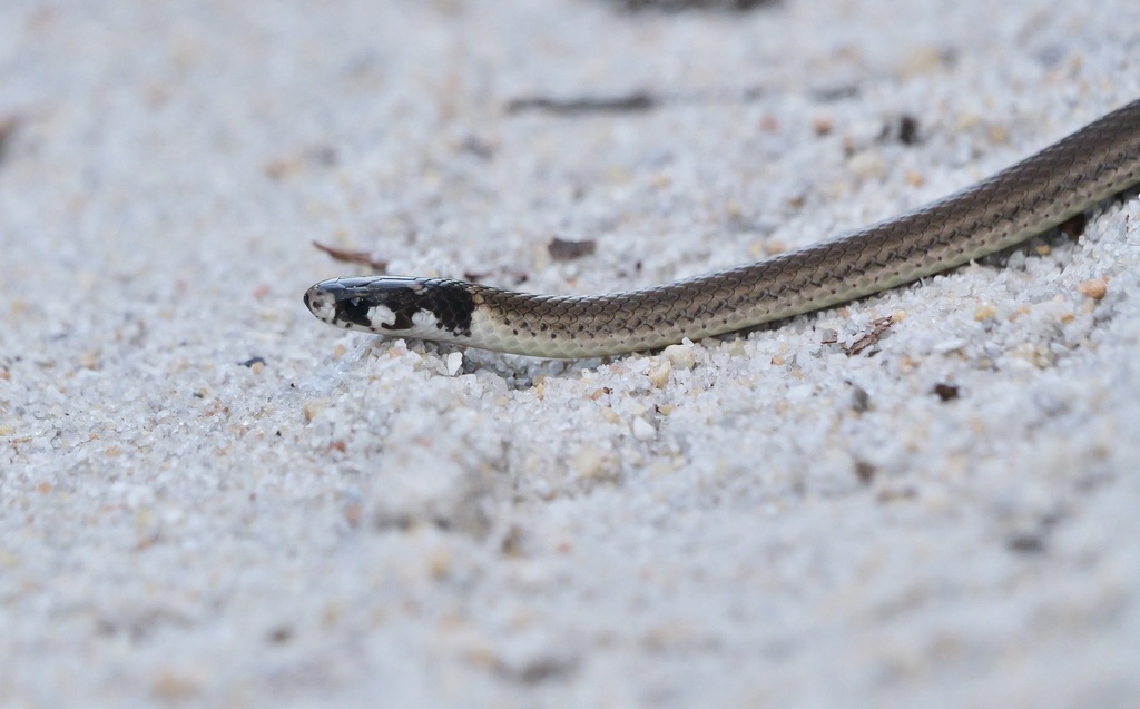 Black Headed Snake In January 2024 By Micah Riegner INaturalist   Large 