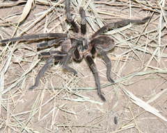 Grammostola