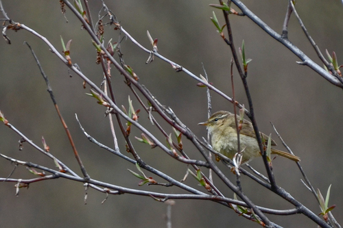 Yellow-streaked Warbler (Phylloscopus armandii), photo 2