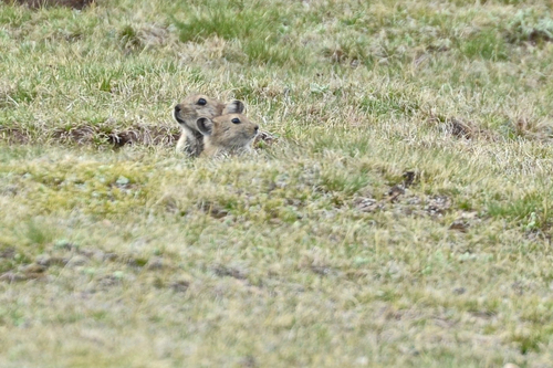 Black-lipped Pika