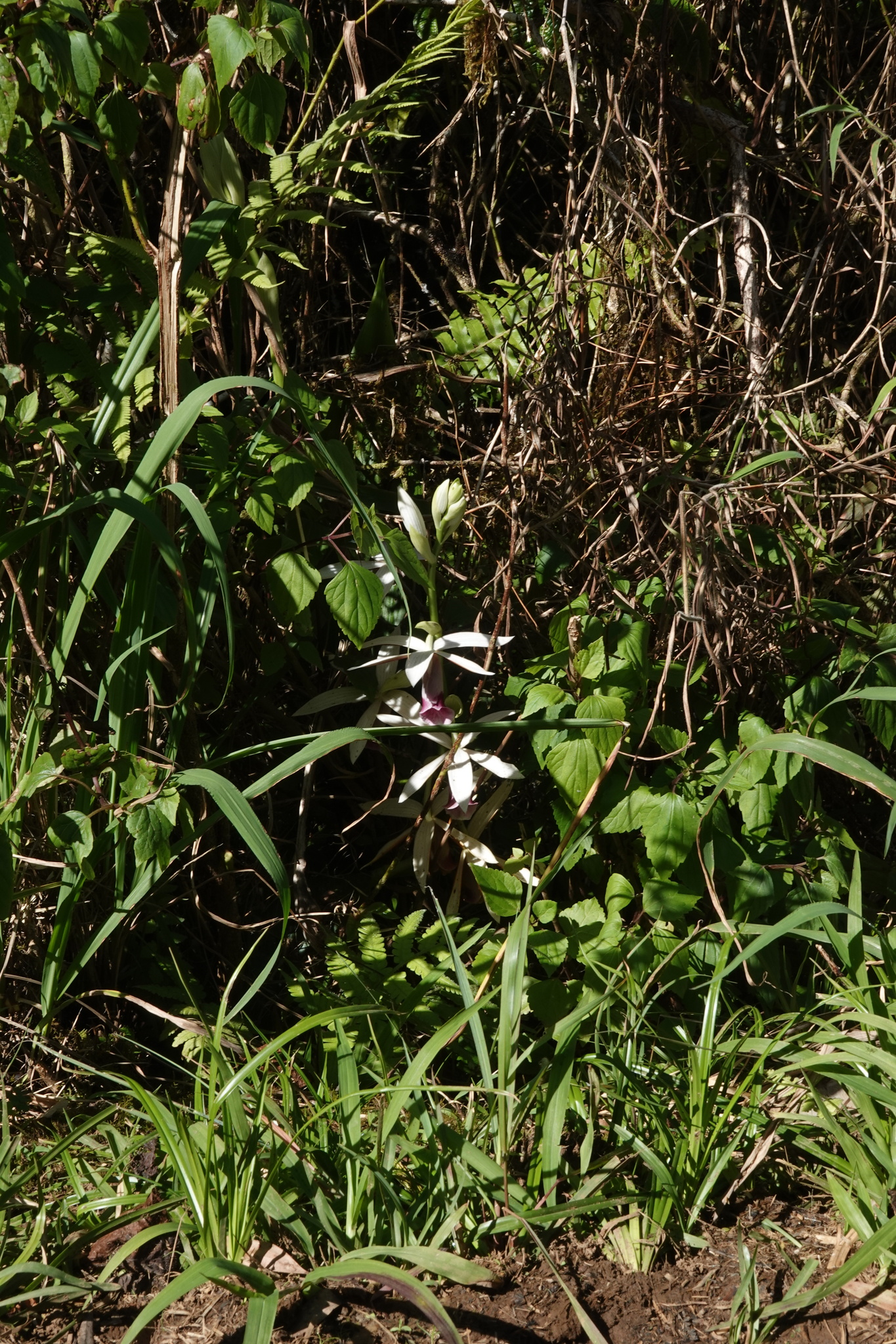 Imagem de Orquídea-tanque