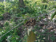 Colubrina arborescens