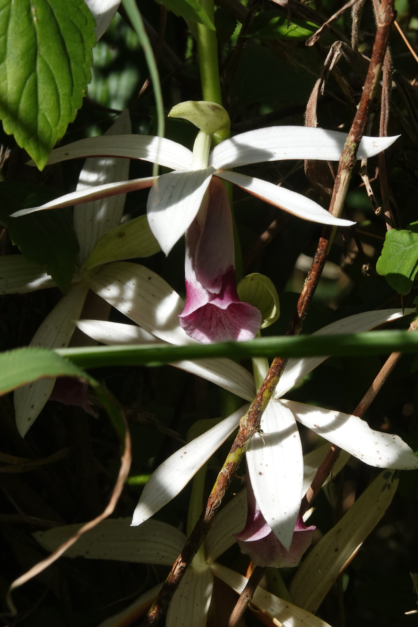 Imagem de Orquídea-tanque