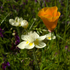 Platystemon californicus