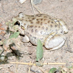 Leptodactylus bufonius