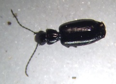 Microlestes