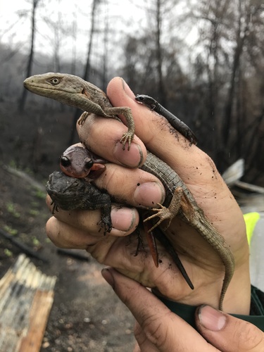 California Slender Salamander, Hill House Rd, Boulder Creek, CA, US, photo 10 of 10