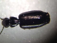 Microlestes