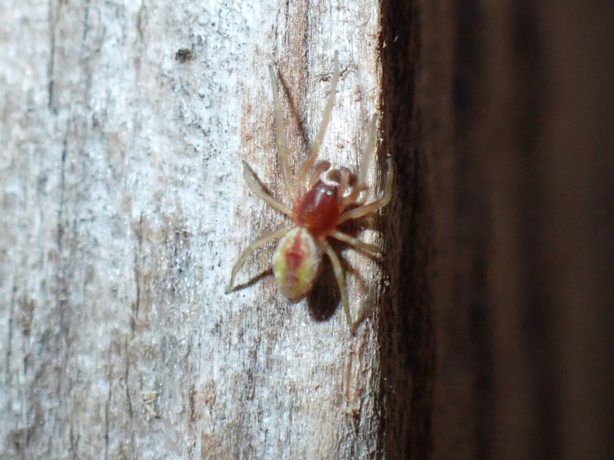 Nigma puella
