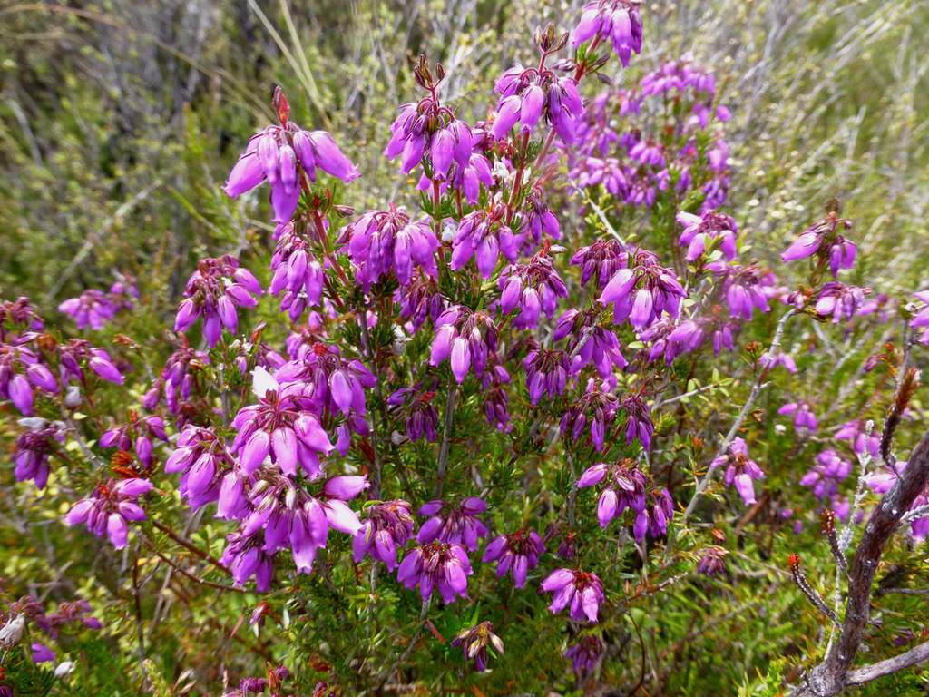 bell-heather-from-bruce-road-tongariro-nat-park-manawatu-wanganui