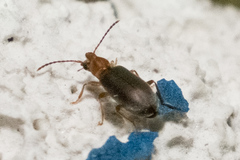 Notoxus murinipennis