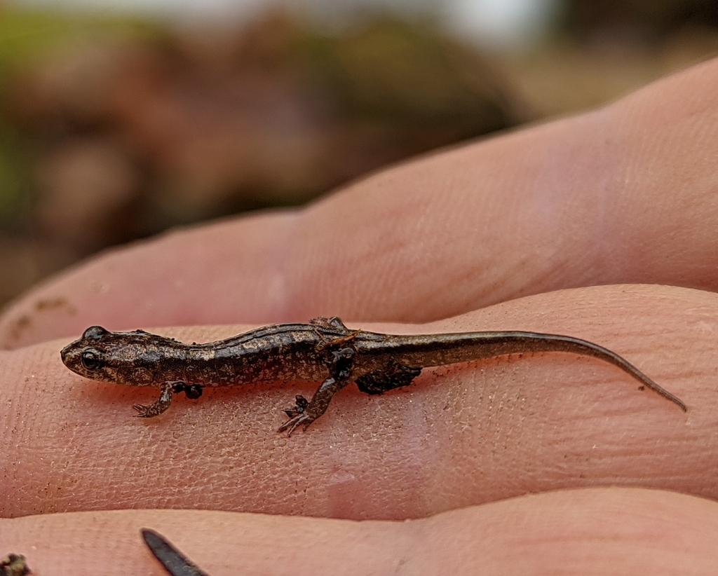 Blue Ridge Dusky Salamander in January 2024 by dyecreekscott · iNaturalist