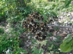 Colubrina arborescens