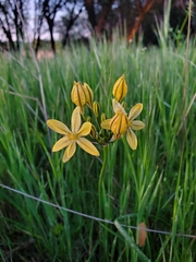 Triteleia ixioides scabra
